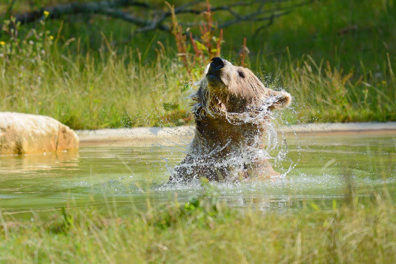 Deux ours ont rejoint la Zoodysée en 2019