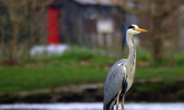 Les jeunes néo-aquitains invités à immortaliser leur nature