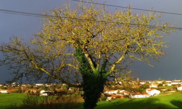 Niort. Flash spécial tempête : bilan de la situation