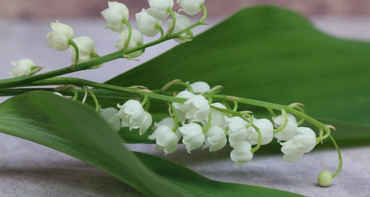 Qui peut vendre du muguet le 1er mai à Niort ?