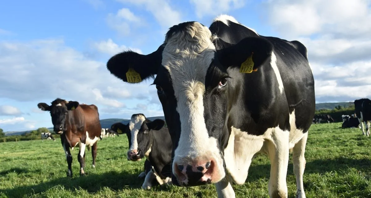 Des fermes ouvrent leurs portes samedi à Arçais et Saivres