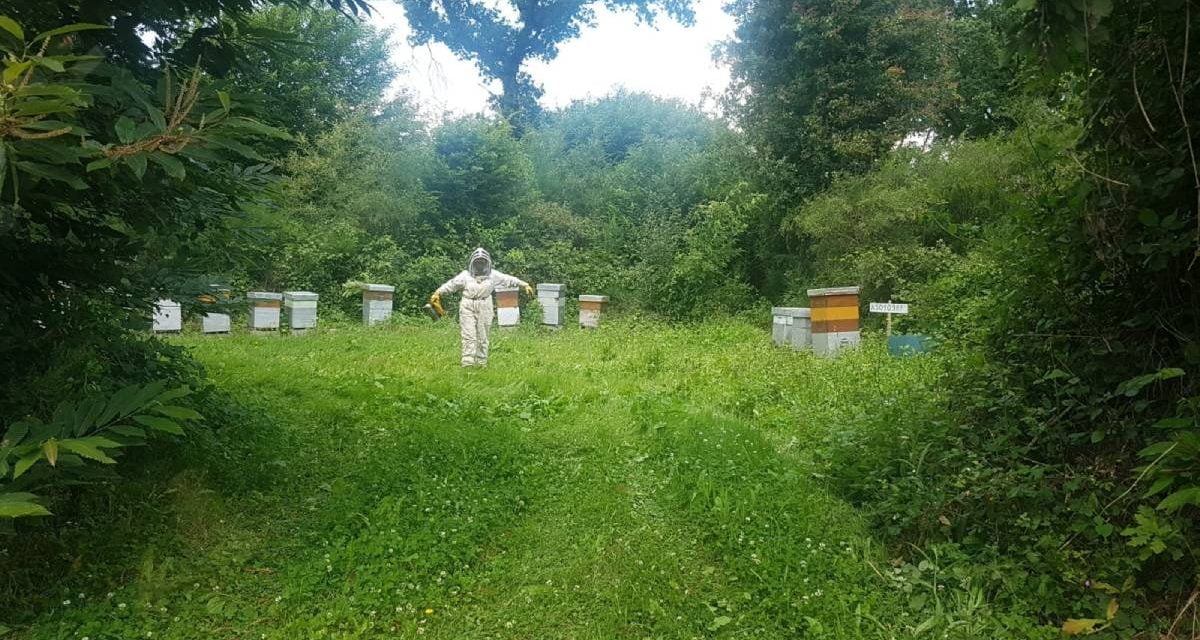 Deux-Sèvres : un groupe de huit cyclistes attaqués par des abeilles