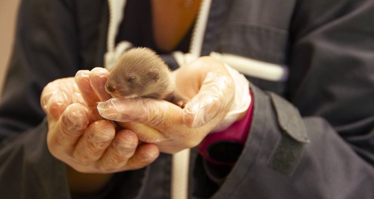 Neuf bébés visons d’europe, tous en bonne santé