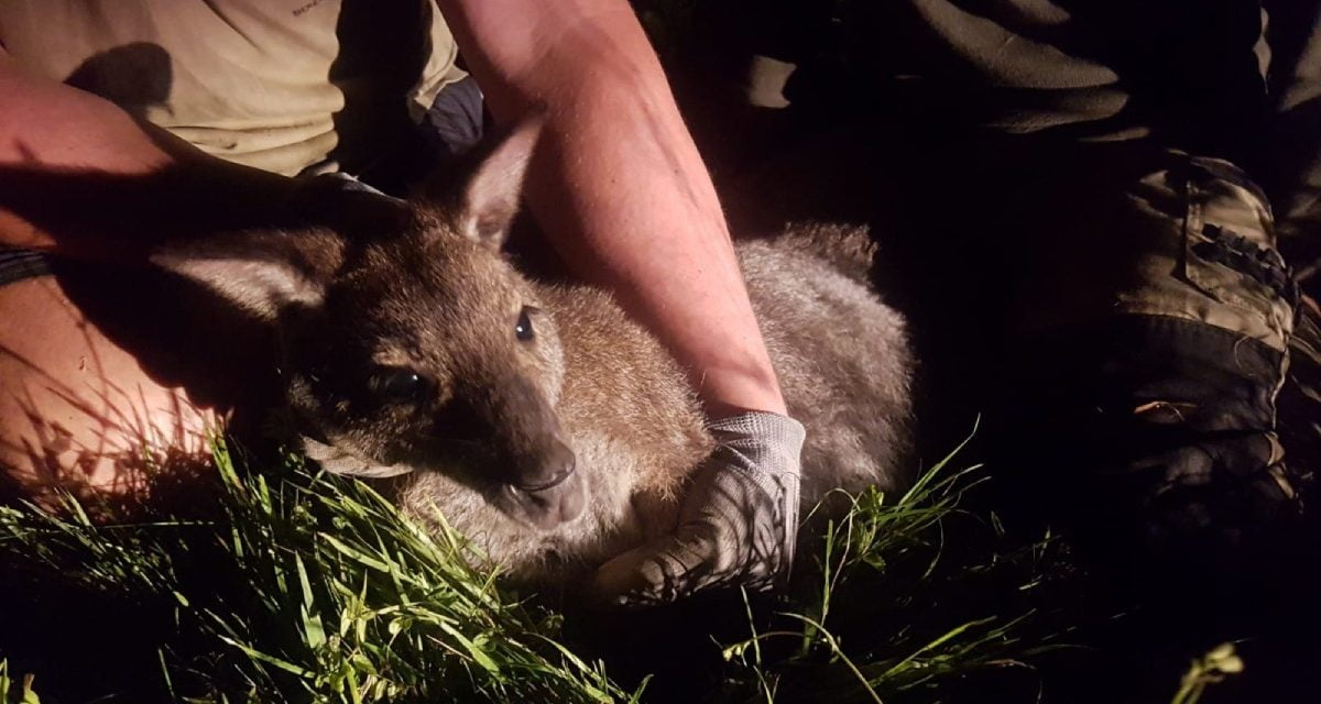 Le wallaby de Gâtine capturé