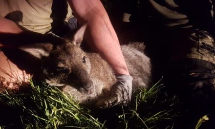 Le wallaby de Gâtine capturé