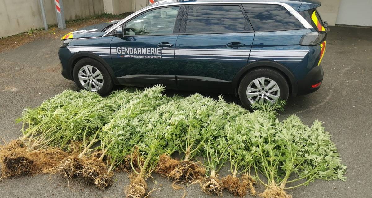 Une quarantaine de pieds de cannabis saisis à Azay-le-Brûlé