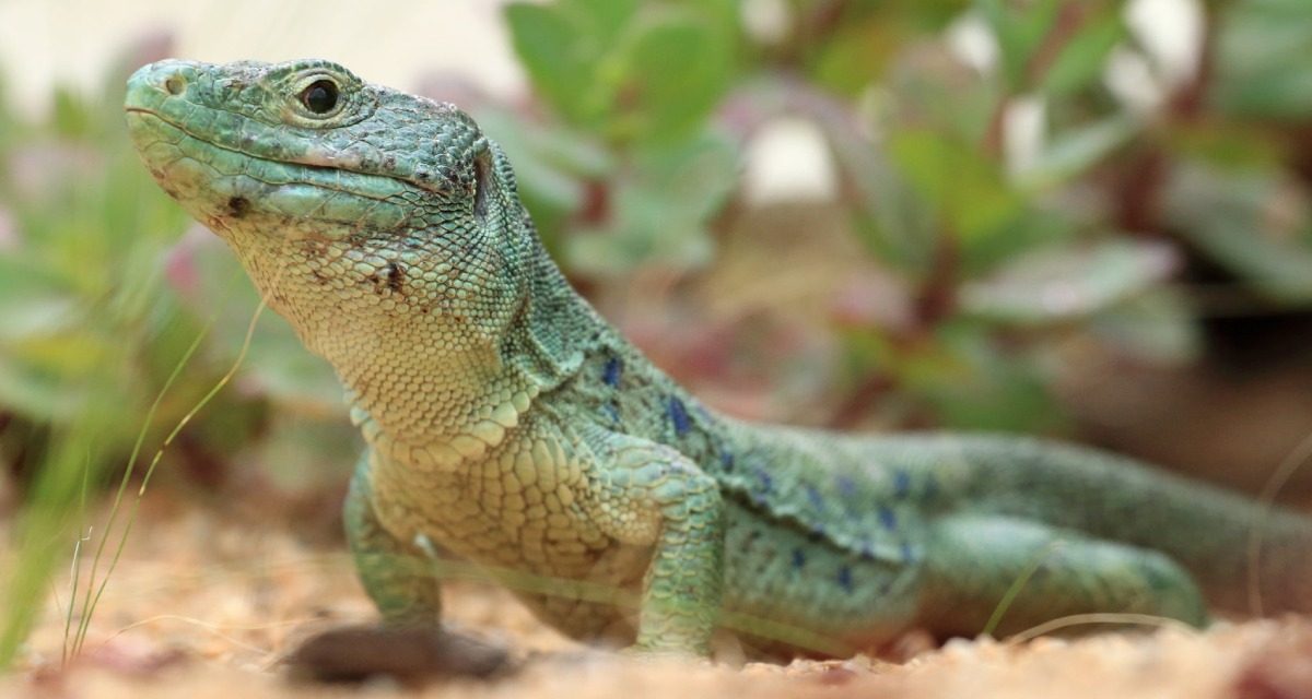 Un lézard ocellé est né à Zoodyssée