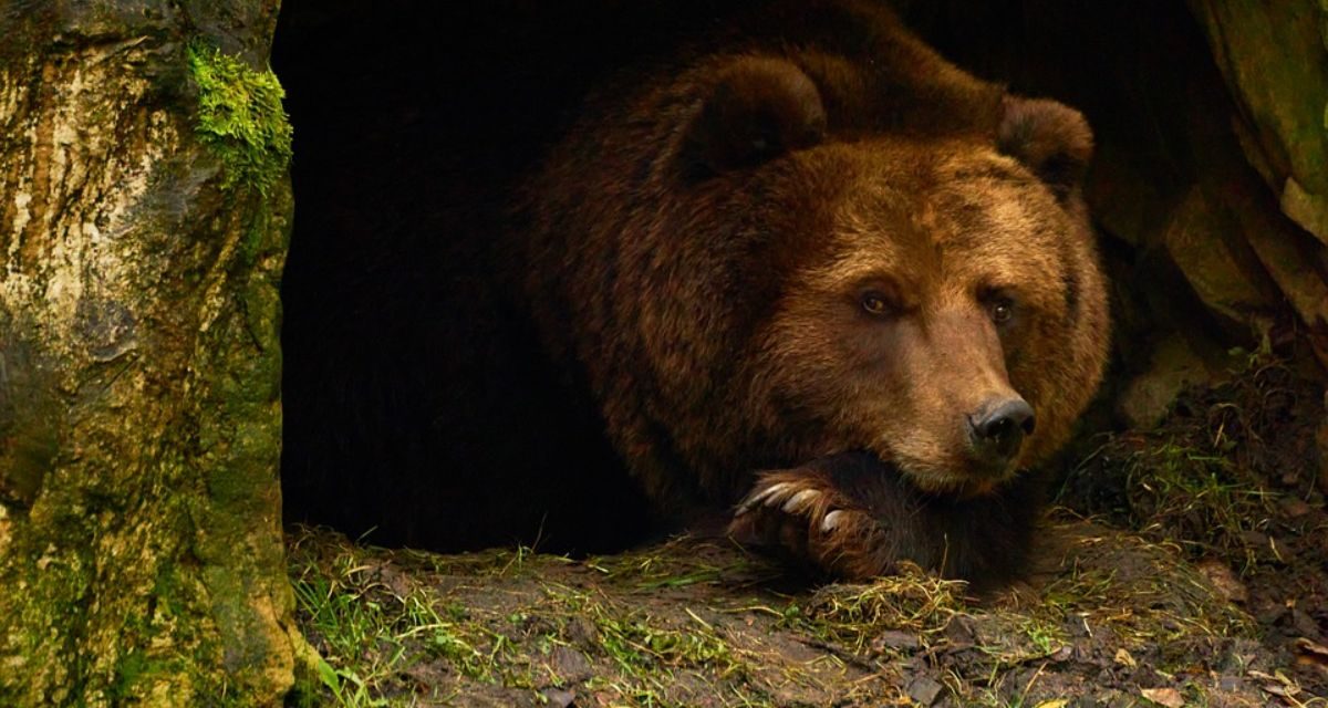 Découvrir les animaux en hiver au musée d’Agesci