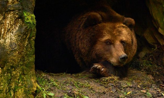 Découvrir les animaux en hiver au musée d’Agesci