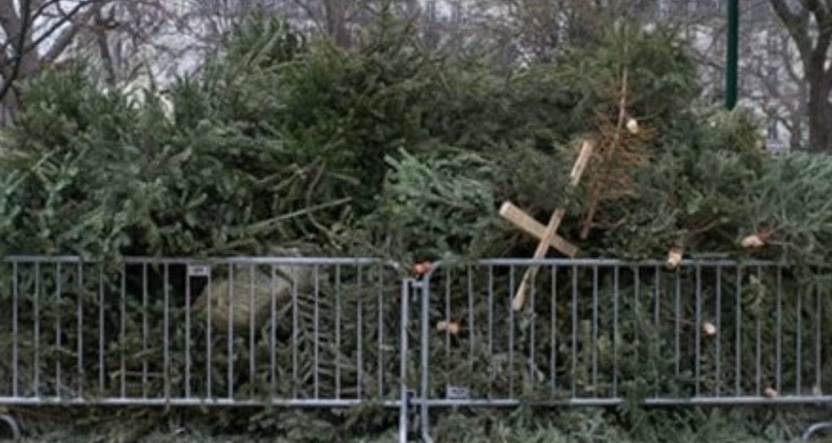 La seconde vie des sapins de Noël à Niort et Chauray