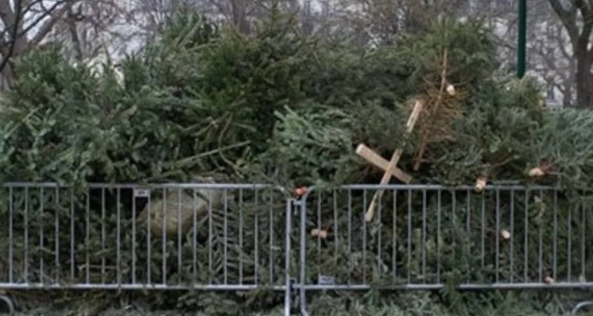 A Niort, que faire des sapins de noël ?