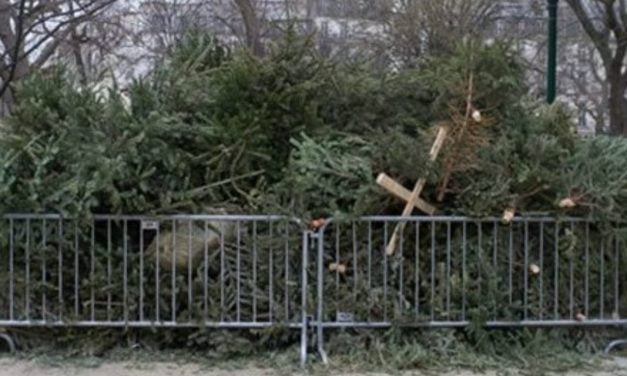 La seconde vie des sapins de Noël à Niort et Chauray