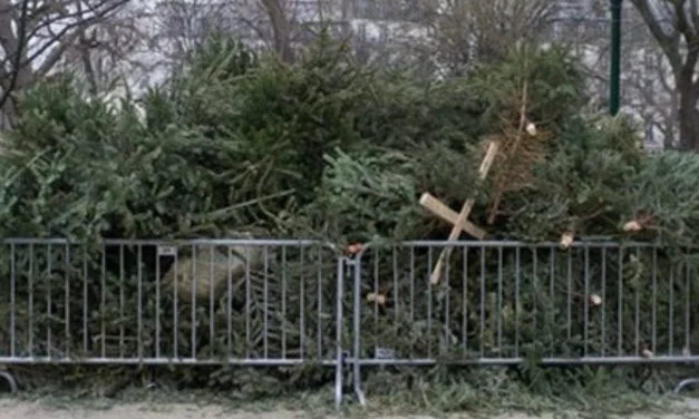 A Niort, que faire des sapins de noël ?