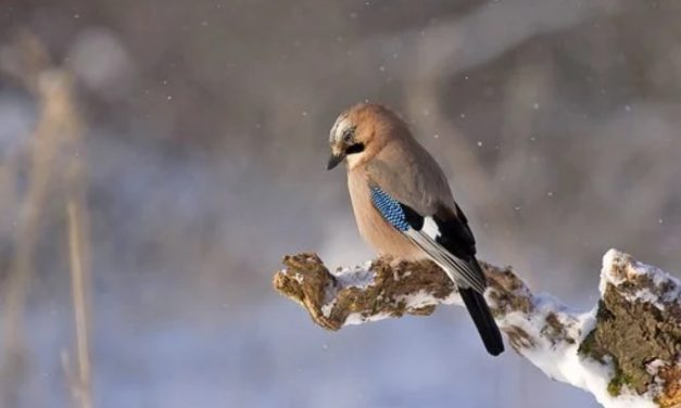 Quartier Goise-Champommier-Champclairot : flore et faune à la loupe