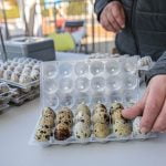 Vente directe et lutte contre le gaspillage alimentaire : quelles subventions départementales