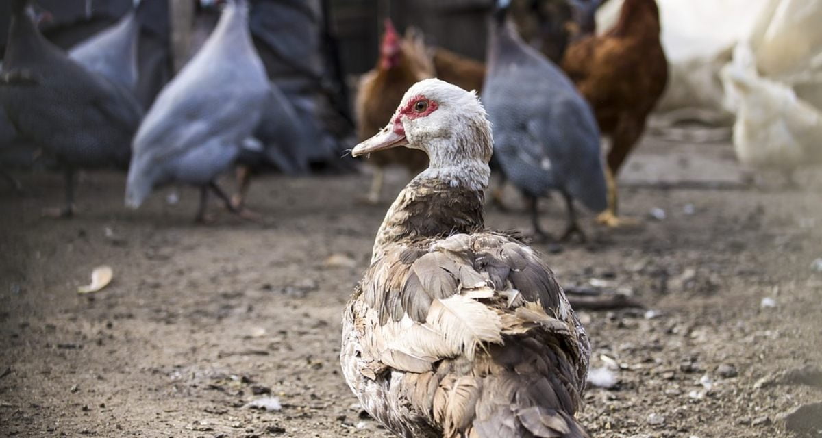 Un cas de grippe aviaire détecté dans les Deux-Sèvres