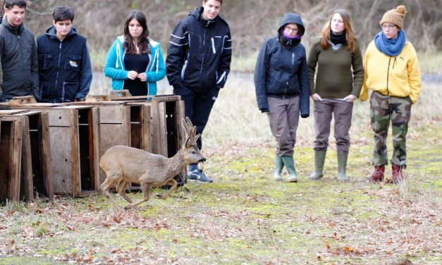 Un recensement des chevreuils en forêt de Chizé proposé mardi 22 février