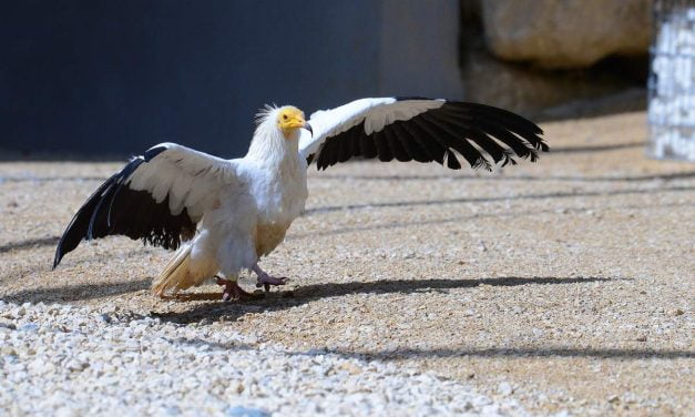 Zoodyssée rouvre ses portes ce samedi 5 février