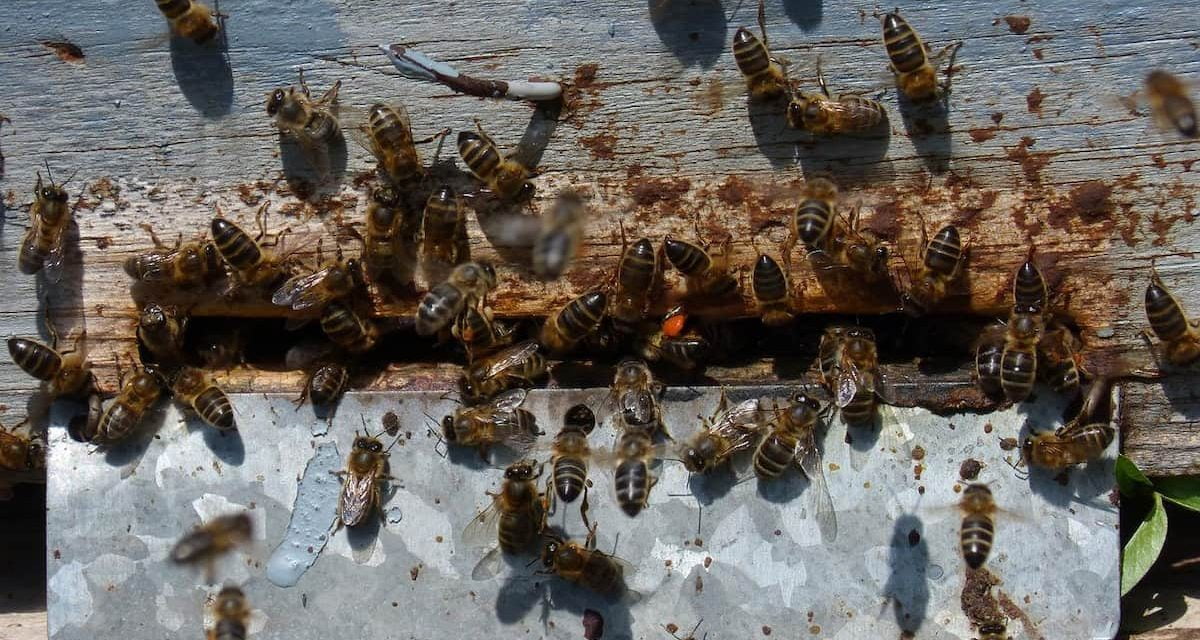 Piqûres d’abeilles dans une école à Coulonges-sur-l’Autize