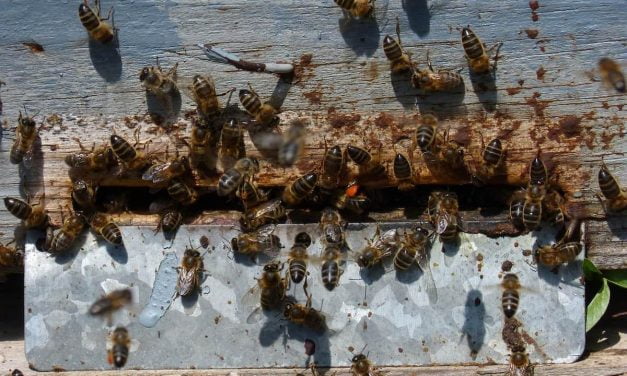 Piqûres d’abeilles dans une école à Coulonges-sur-l’Autize