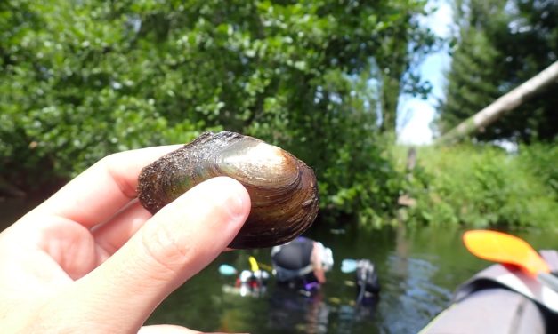 Les moules d’eau douce se dévoilent dans les Deux-Sèvres