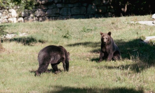 La science en fête prend ses quartiers à Zoodyssée