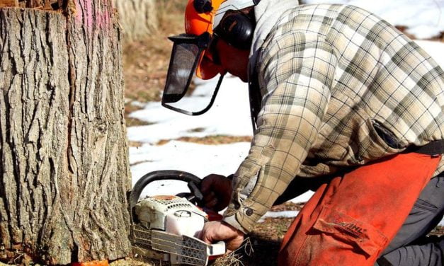 Forêts : de nouvelles interdictions dans les Deux-Sèvres