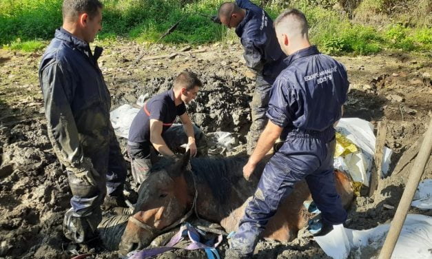 Deux-Sèvres : les pompiers sauvent la vie d’un cheval envasé