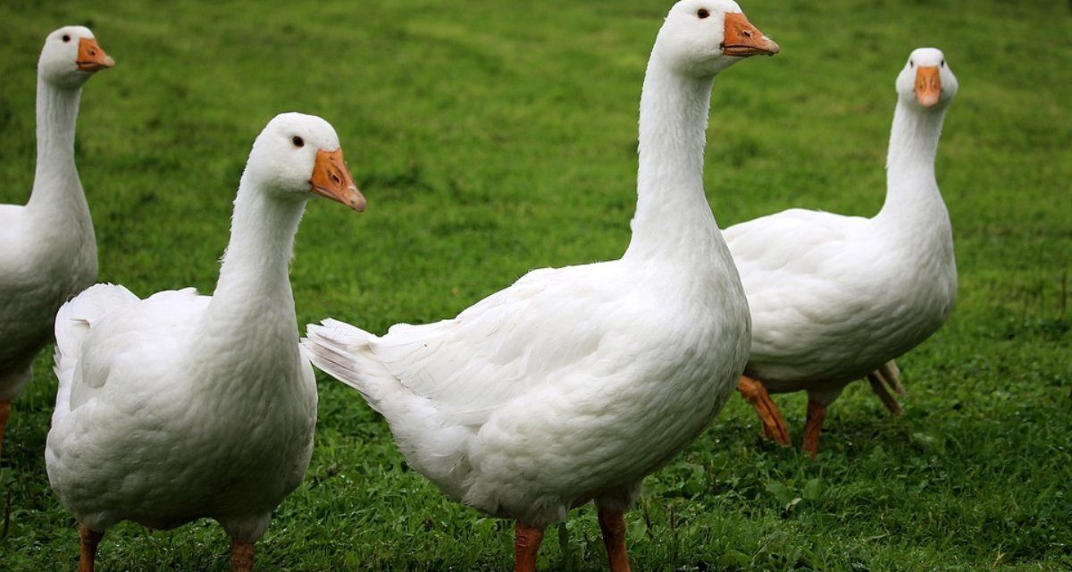 Un cas de grippe aviaire détecté à Saint-Maixent-de-Beugné