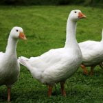 Un cas de grippe aviaire détecté à Saint-Maixent-de-Beugné