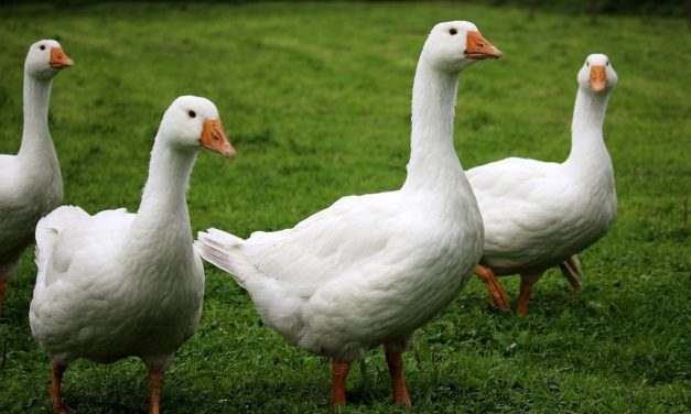 Un cas de grippe aviaire détecté à Saint-Maixent-de-Beugné