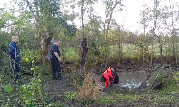 Saint Hilaire La Palud : un cheval sauvé de la noyade