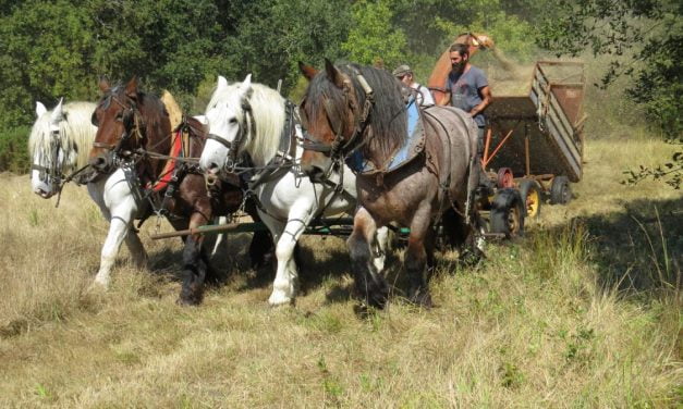 Une démonstration de traction animale à découvrir à Saint-Marc-la-Lande