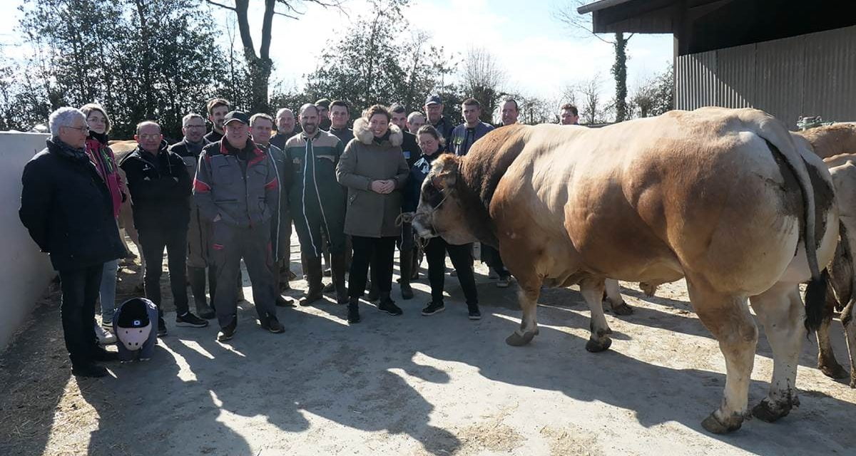 La race parthenaise en compétition au salon de l’agriculture à Paris