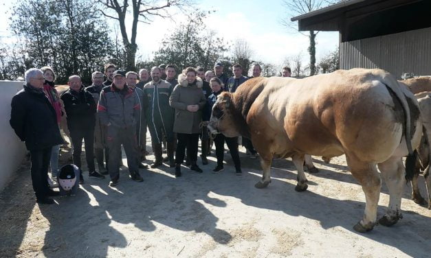 La race parthenaise en compétition au salon de l’agriculture à Paris