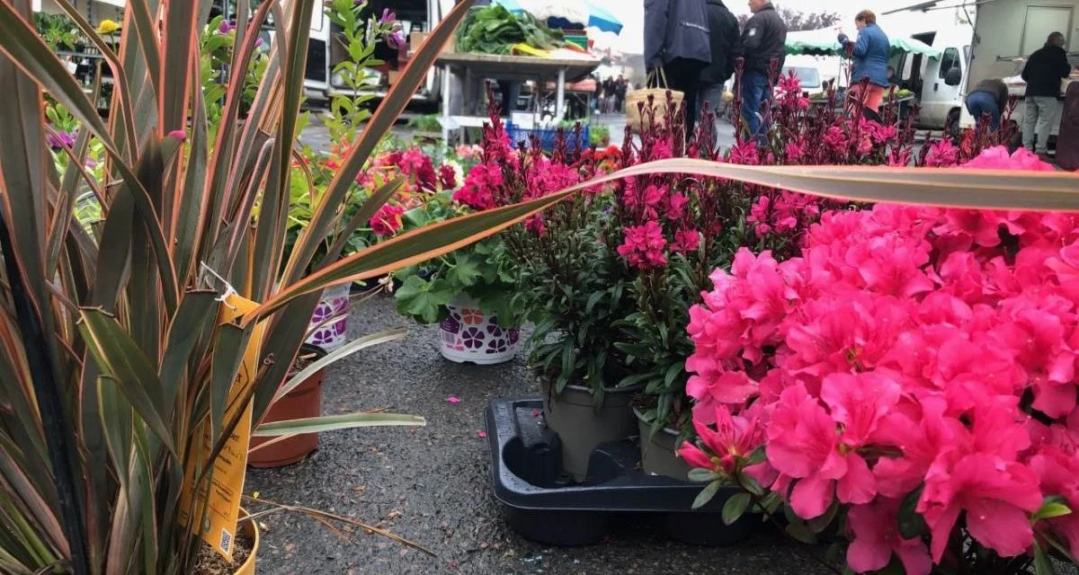 Un marché aux plantes à Epannes le 7 mai