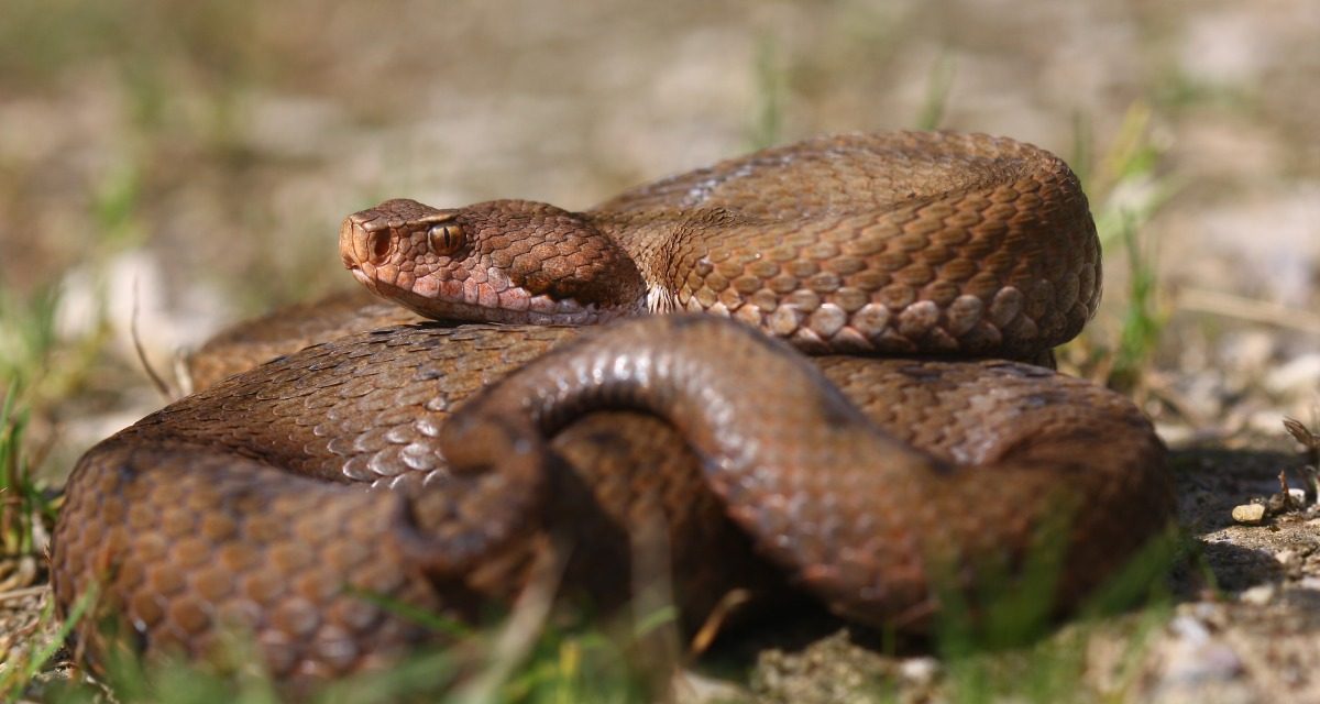 Si vous voyez ce serpent, ne le chassez surtout pas