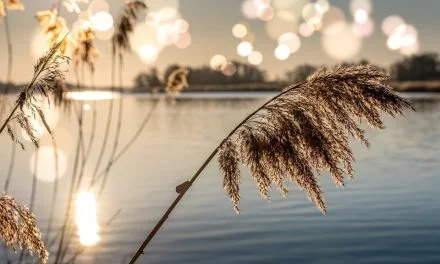Poitou-Charentes Nature lance un état des lieux des rivières