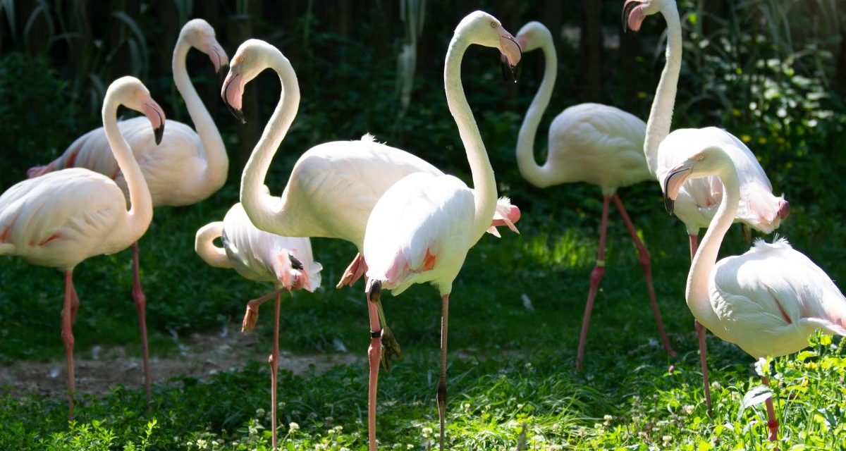 Zoodyssée fête ses 50 ans et fait un cadeau