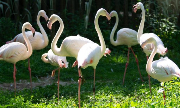 Zoodyssée fête ses 50 ans et fait un cadeau