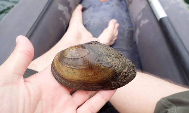 DSNE va à la pêche aux moules pour la bonne cause