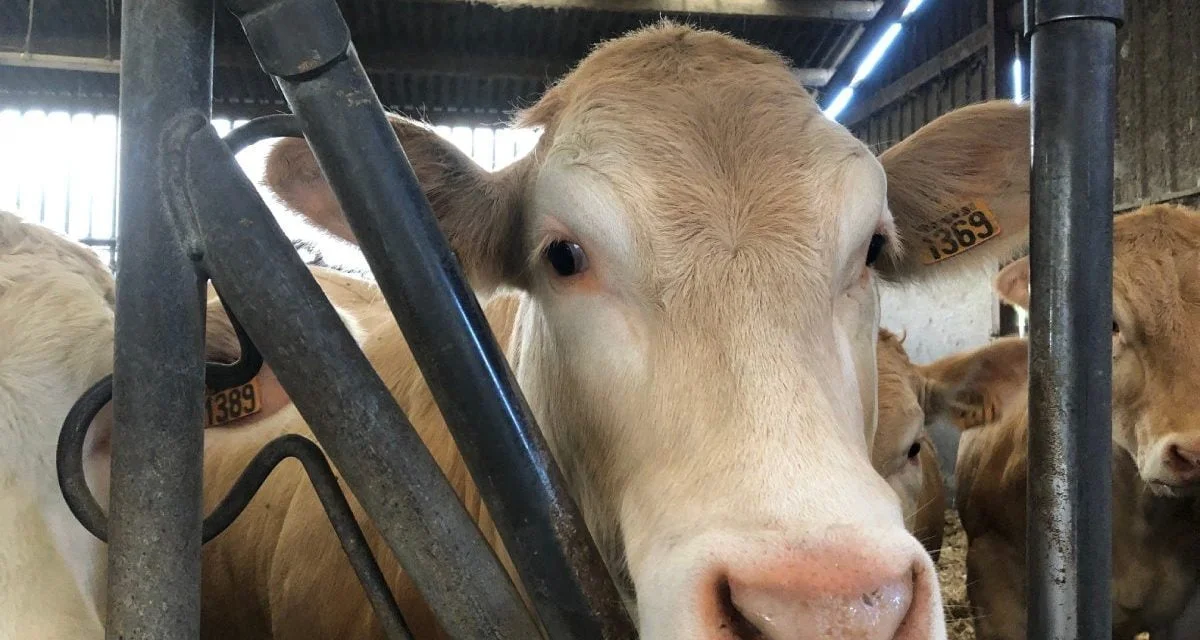 Modernisation des élevages : des centaines de projets aidés en Nouvelle Aquitaine