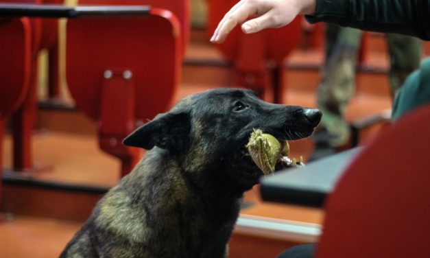 A 9 ans, Juju prend une retraite bien méritée