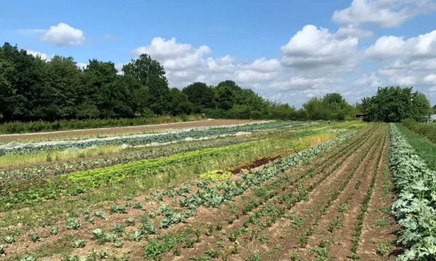 Pas assez de légumes produits dans les Deux-Sèvres