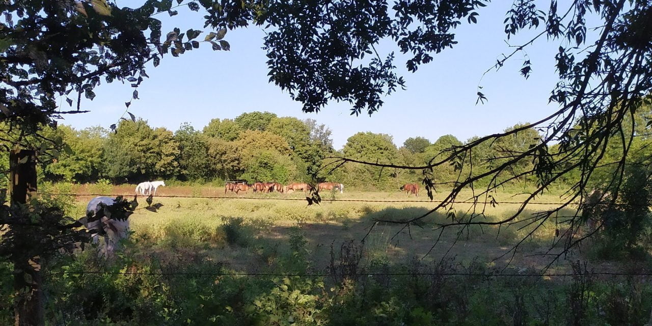 Quel temps fera-t-il à Niort ce vendredi 29 septembre ?