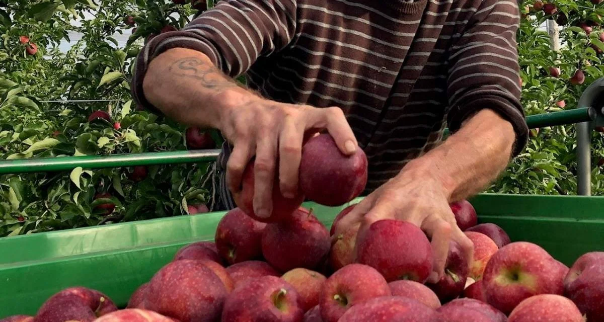 Fruits et légumes : un appel à la générosité de la Ville de Niort