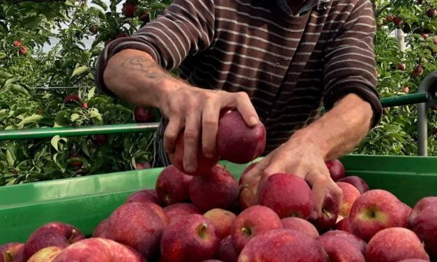 Fruits et légumes : un appel à la générosité de la Ville de Niort