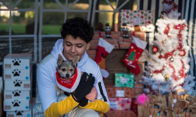 A Niort, chiens et chats auront aussi leur cadeau de Noël