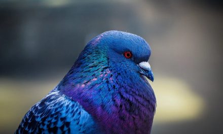 Les pigeons s’exposent ce week-end à Niort
