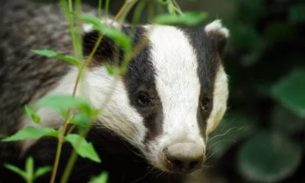 Près de Niort, Zoodyssée rouvre et propose des animations